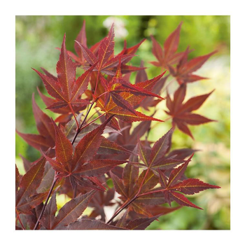 Visuel 1 du produit Erable du Japon (ACER PALMATUM ROUGE ) Le pot de 25 L