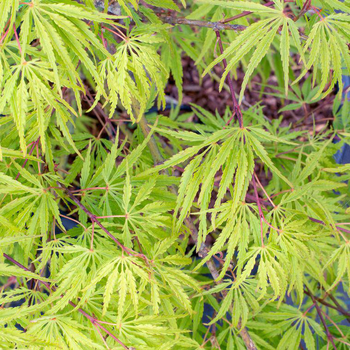 Visuel 1 du produit Erable du Japon (ACER PALMATUM DISSECTUM PALMATIFIDIUM ) Le pot de 110 litres