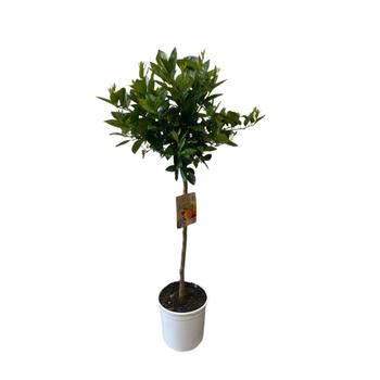 Visuel 1 du produit Oranger Tarocco zéro résidus. Le pot de 9 litres, forme 1/2 tige
