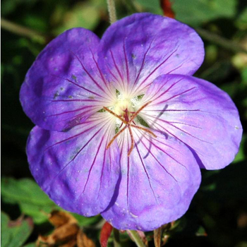 Visuel 1 du produit Géranium Orion - Le pot de 1 litre