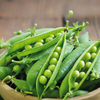 Visuel 1 du produit Petit Pois Maestro Bio. La barquette de 3 plants