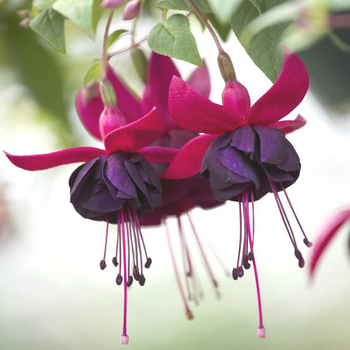 Visuel 1 du produit Fuchsia à fleurs multicolores - Le pot de 4,6 litres