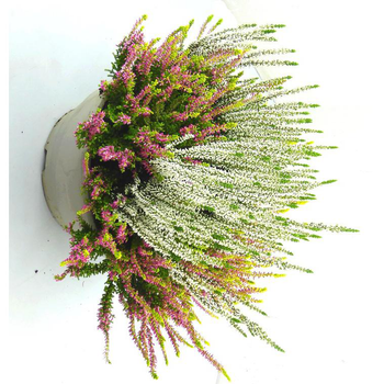 Visuel 1 du produit Erica Couronne - Le pot de 10,5 cm