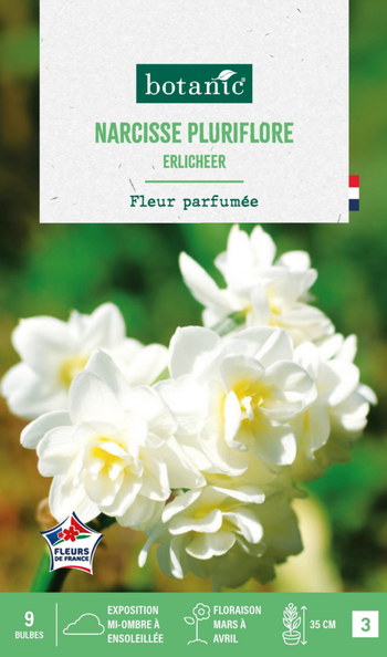 Visuel 1 du produit Narcisse pluriflore botanic® - 9 bulbes