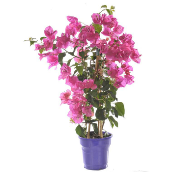 Visuel 1 du produit Bougainvillée Palissée - Le pot de 2 litres