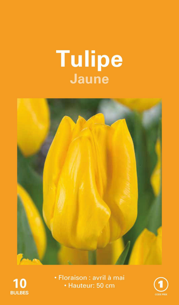 Visuel 1 du produit Tulipe en mélange botanic® coloris jaune  - 10 bulbes