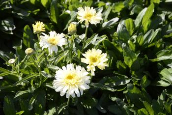 Visuel 1 du produit Marguerite d'été ‘Real Charmer’ - Le pot de 2 litres