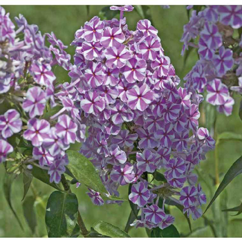 Visuel 1 du produit Phlox Maculata Rose et blanc - Le pot de 9 x 9 cm