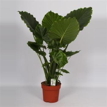 Visuel 1 du produit Alocasia Gageana California. Le pot de Ø 21 x H 95 cm