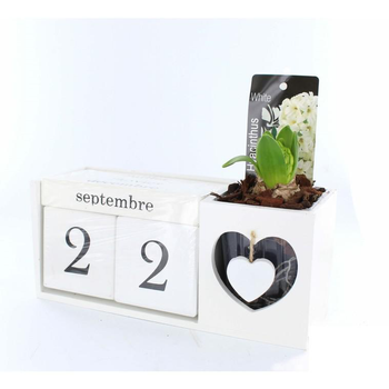 Visuel 1 du produit Jacinthe en pot déco. La composition de 23 cm