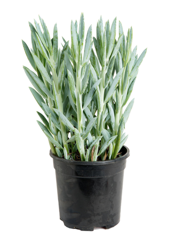 Visuel 1 du produit Seneçon Mount Everest bleu. Le pot Ø 12 cm