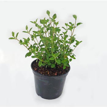 Visuel 1 du produit Sauge Salvia x Jamensis Pink Lips - Le pot de 3 litres