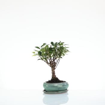 Visuel 1 du produit Bonsaï Ficus Retusa botanic® taille 1,2. Le pot