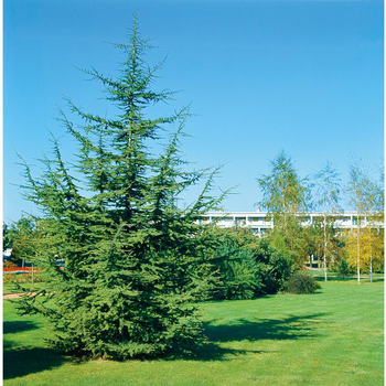 Visuel 1 du produit Cèdre de l’Atlas - pot 35 L