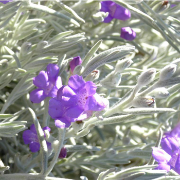 Visuel 1 du produit Leucophyllum - Le pot de 2,5 litres