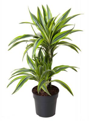 Visuel 1 du produit Dracaena Fragrans Lemon Lime 2 pieds. Le pot de Ø 19 x H 70 cm