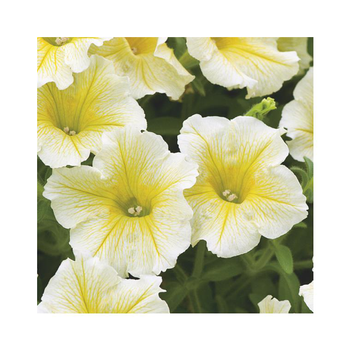 Visuel 1 du produit Pétunia retombant jaune - Le pack de 6 plants
