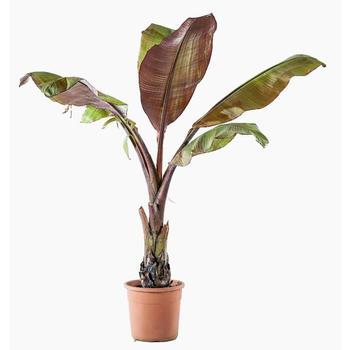 Visuel 1 du produit Ensete Ventricosum Maurelii (Bananier d’Abyssinie) en pot de 5 L vert
