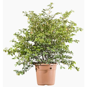 Visuel 1 du produit Loropetalum Chinense (Loropétale de Chine) en pot de 4 L rouge