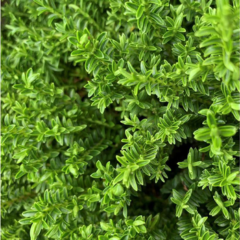 Visuel 1 du produit Myrte commune (Myrtus Communis). Le pot de 3 litres