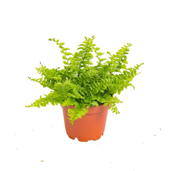 Visuel 1 du produit Fougère Nephrolepis pot Ø8,5 cm/ H15 cm