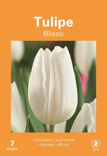 Visuel 1 du produit Bulbes de fleurs Tulipe blanc botanic® - 7 bulbes