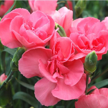 Visuel 1 du produit Œillet Telstar - La coupe de 25 cm