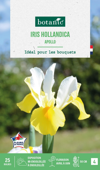 Visuel 1 du produit Iris hollandica apollo botanic® - 25 bulbes