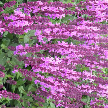 Visuel 1 du produit Sauge Nemerosa Sensation Cpt Bright Rose - Le pot de 12 cm