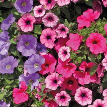 Visuel 1 du produit Surfinia. Le pot de 9x9 cm.