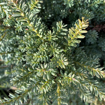 Visuel 1 du produit Podocarpus lawrencei 'red tip'