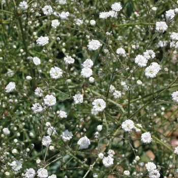 Visuel 1 du produit Gypsophile Haut blanc - Le pot de 9 x 9 cm