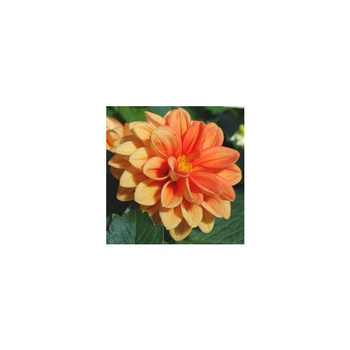 Visuel 1 du produit Dahlia Nain - Le pot de 10.5 cm