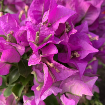 Visuel 1 du produit Bougainvillier ou Bougainvillée Californiana et Sanderiana à fleurs roses - Le pot Ø 30 cm avec tuteurs en colonne