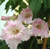 Visuel 1 du produit Podranea Ricasoliana - Le pot de 5 litres