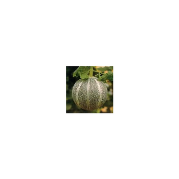 Visuel 1 du produit Melon Petit Gris De Rennes Bio. Le pot de 10,5 cm