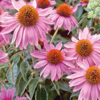 Visuel 1 du produit Rudbéckia rouge - Le pot de 9 x 9 cm