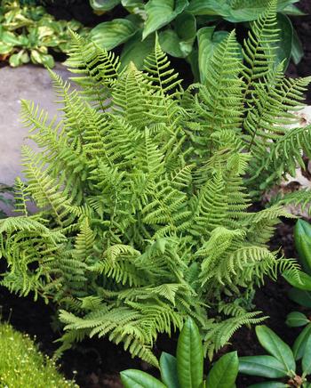 Visuel 1 du produit Fougère Athyrium filix-femina - Le pot de 2 litres