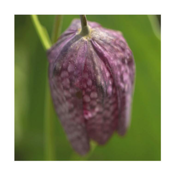 Visuel 1 du produit Fritillaria Meleagris - Le pot de 1 litre