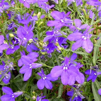 Visuel 1 du produit Lobelia Pendula - La suspension diam 27 cm