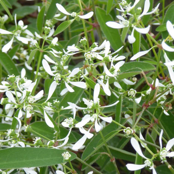 Visuel 1 du produit Euphorbe Diamond Frost à fleurs blanches - Le pot Ø 10 cm