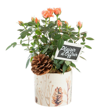 Visuel 1 du produit Mini rosier pot céramique décor sous-bois - Ø 12 cm