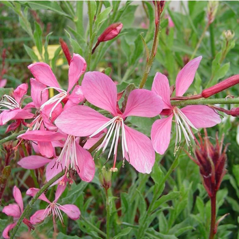 Visuel 1 du produit Gaura Rose - Le pot de 4 litres