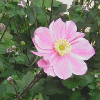 Visuel 1 du produit Anemone Japonica - Le pot de 5 litres