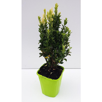 Visuel 1 du produit Euonymus Japonicus Paloma Blanca Lankveld03 cov blanc en pot de 2 L