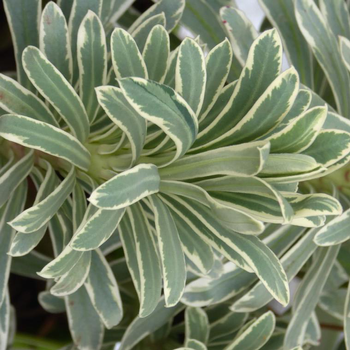 Visuel 1 du produit Euphorbia Characias 'Tasmanian Tiger' - Le pot de 2 litres