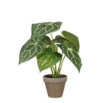 Visuel 1 du produit Plante artificielle Caladium vert en pot gris Stan - Ø 21 x H 28 cm