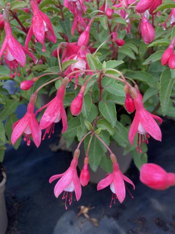 Visuel 1 du produit Fuchsia ‘Lady Thumb’ - Le pot de 2 litres