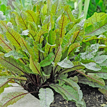 Visuel 1 du produit Oseille Rouge Bio. Le pot de 1 litre