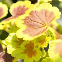 Visuel 1 du produit Géranium de collection. Le pot en terre de 2,5 litres